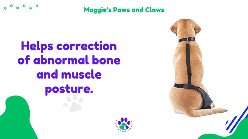 Dog Braces Presentation