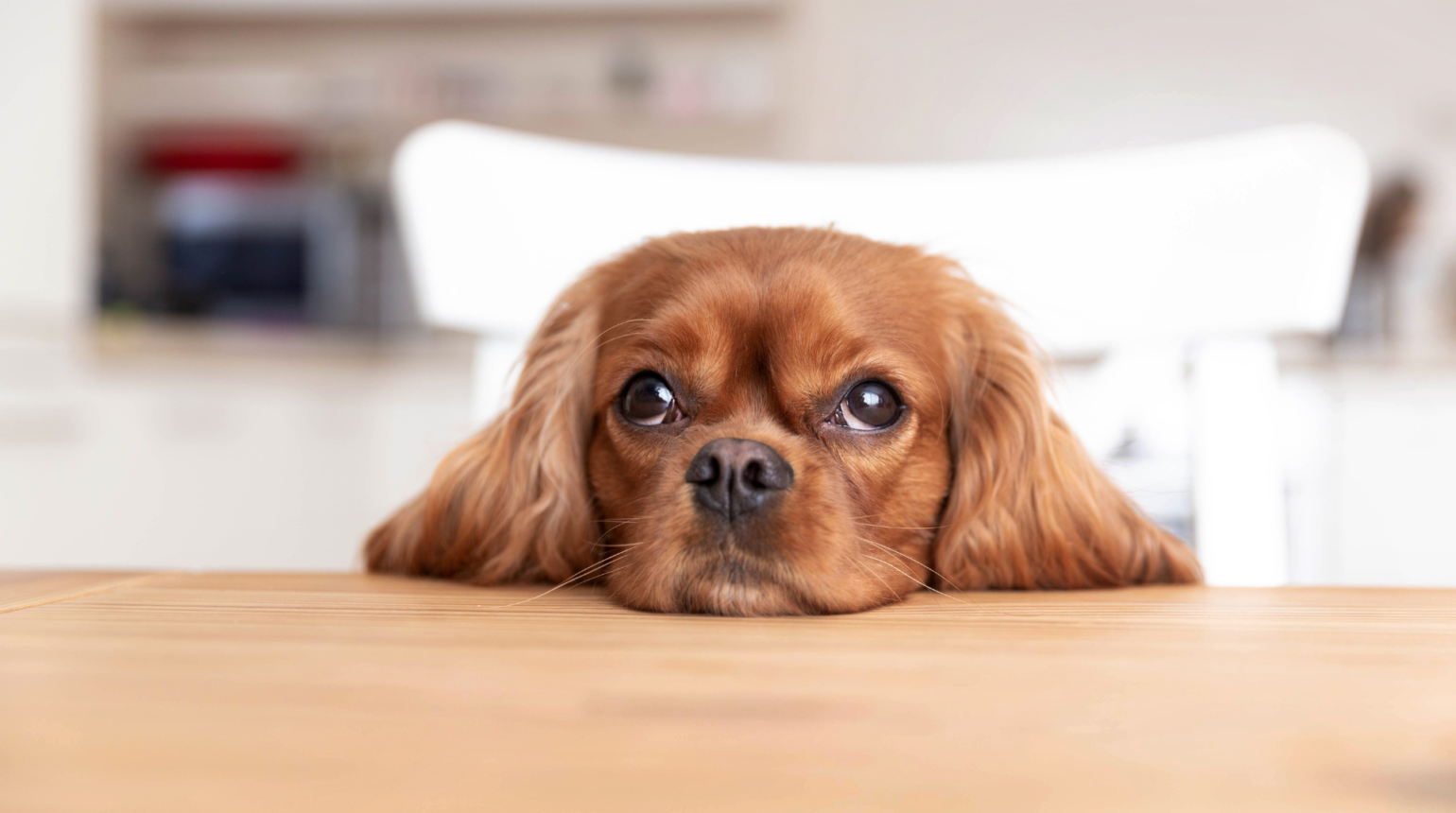 Why Should Your Pet Have Their Teeth Cleaned?