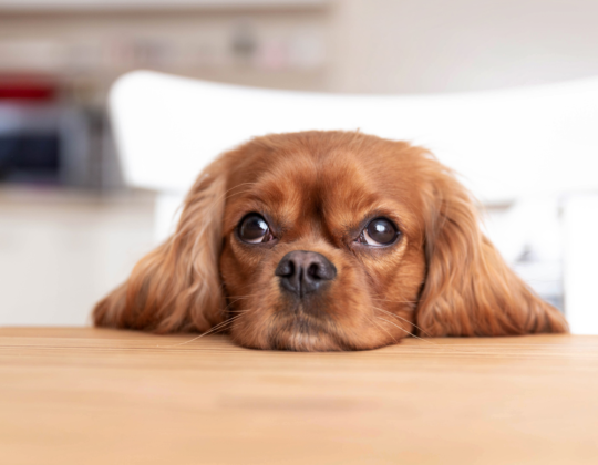 Why Should Your Pet Have Their Teeth Cleaned?